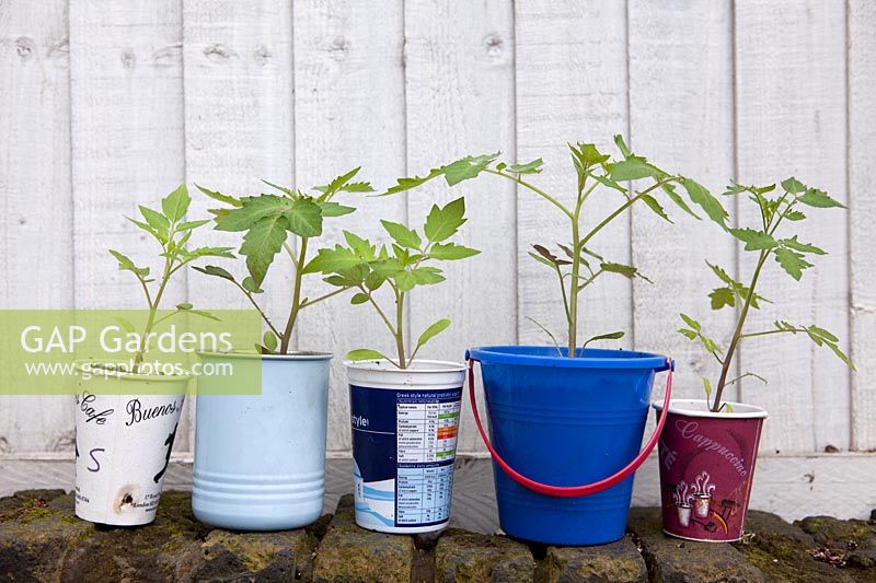 Young tomato plants growing in recycled containers