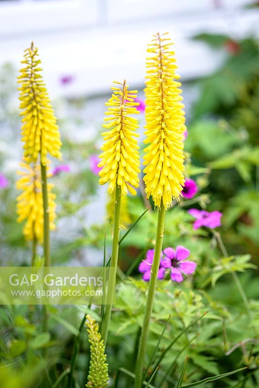 Kniphofia 'Sunningdale Yellow' - red-hot poker with Geranium