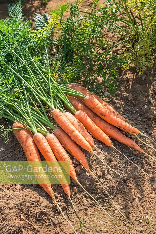 Carrot 'Artemis' F1