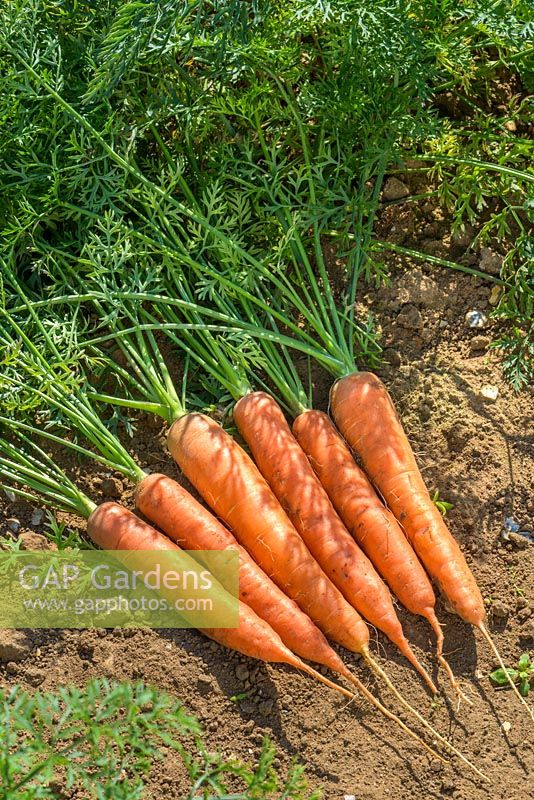 Carrot 'Sweet Candle' F1