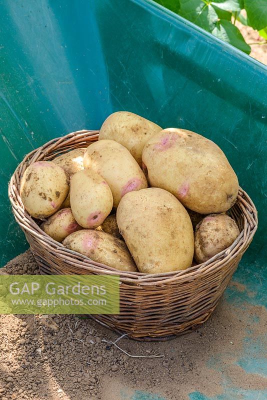 Potato 'Vales Sovereign'