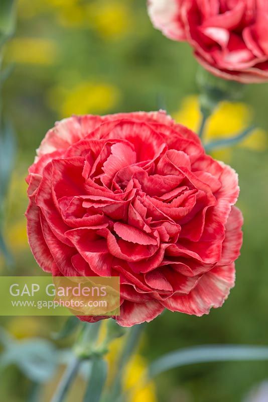Dianthus 'Fabulous' - Perpetual carnation 