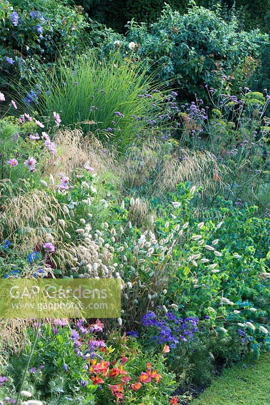 Border in summer with perennials, grasses and bedding plants including Lagurus ovatus - hare's tail grass, cosmos, deschampsia, verbena and cerinthe. The Fellows Garden, Clare College, Cambridge.