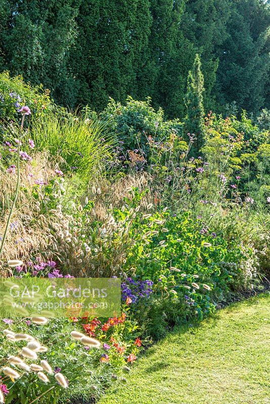 Border in summer with perennials, grasses and bedding plants including Lagurus ovatus - hare's tail grass, cosmos, deschampsia, verbena and cerinthe. The Fellows Garden, Clare College, Cambridge.