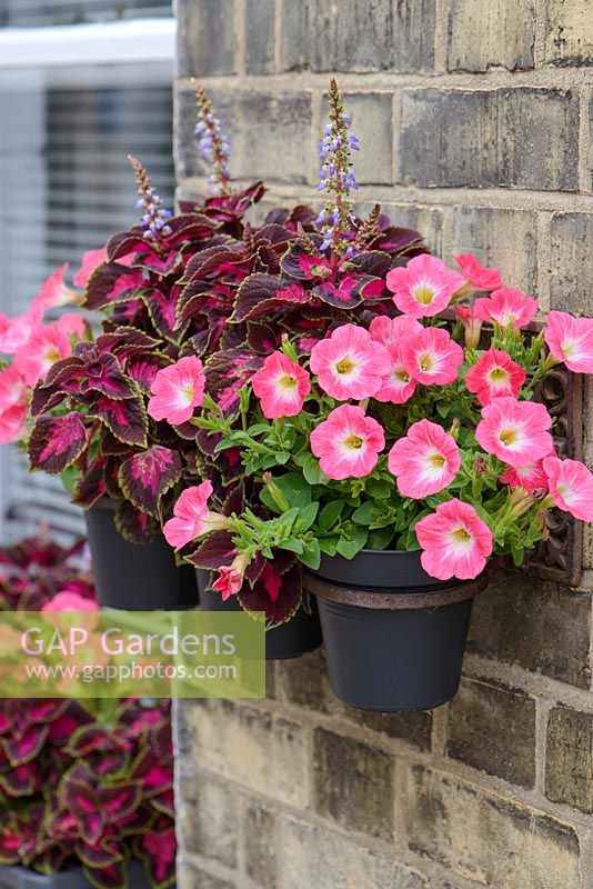Wall pots and window box with pink petunias and red and purple solenostemon - coleus.