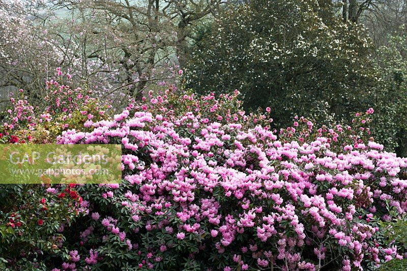 Rhododendron 'Endsleigh Pink'