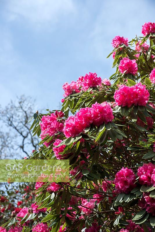 Rhododendron 'Mrs Butler'