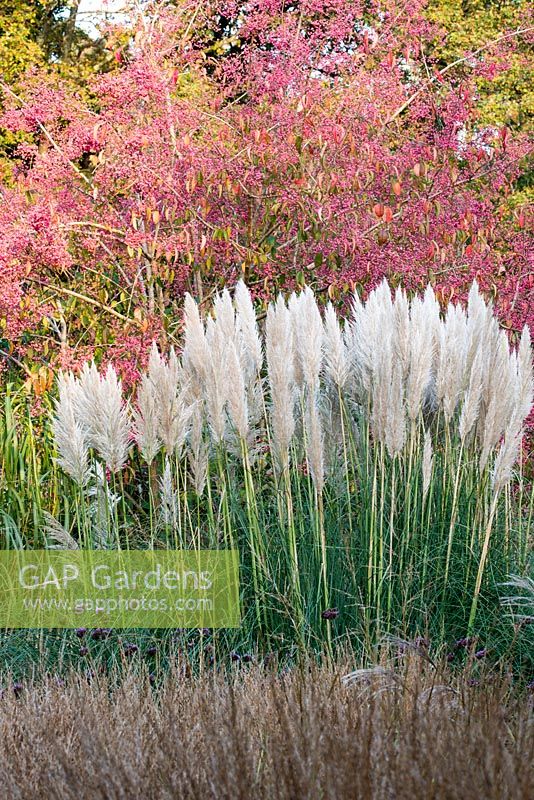 Cortaderia 'Sunningdale Silver' with Euonymus 'Verity' behind