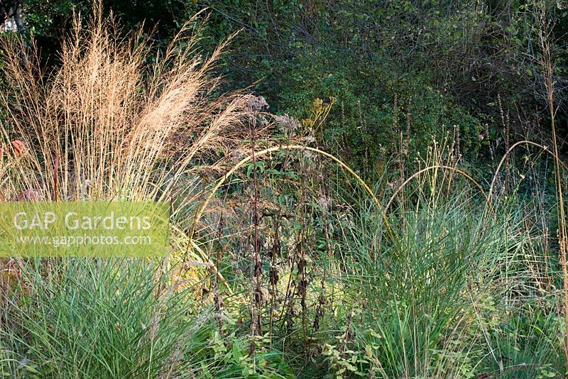 Molinia arundinacea - Moor grass in a border with arched cane supports