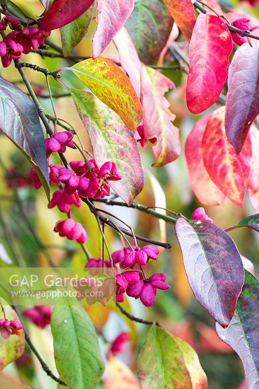 Euonymus 'Red Cascade'- Spindle tree