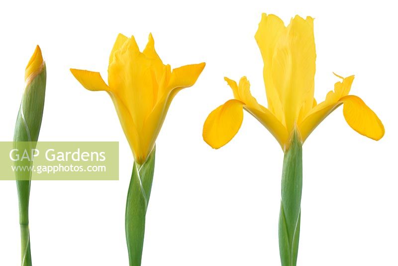 Iris  'Golden Beauty'  Species hybrid iris usually sold as dutch iris  May