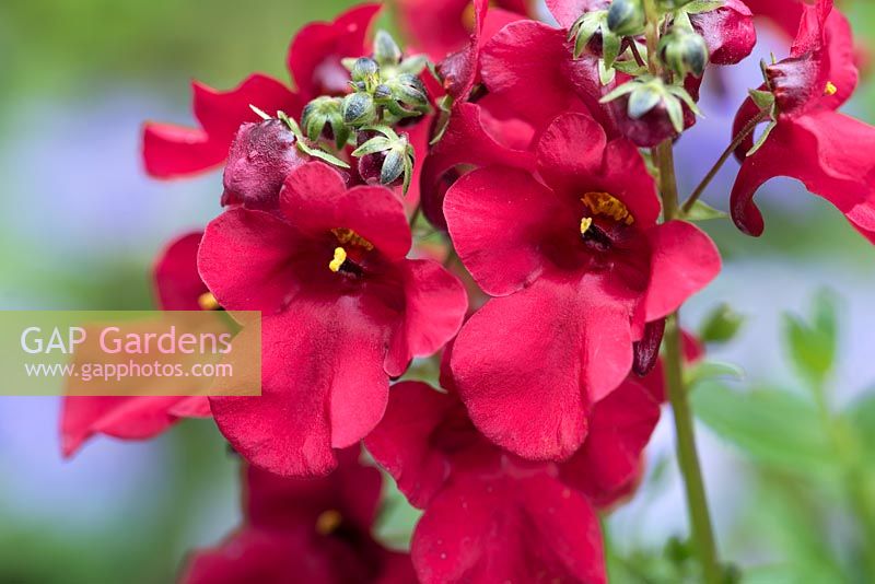 Diascia 'Flying Colors Red'
