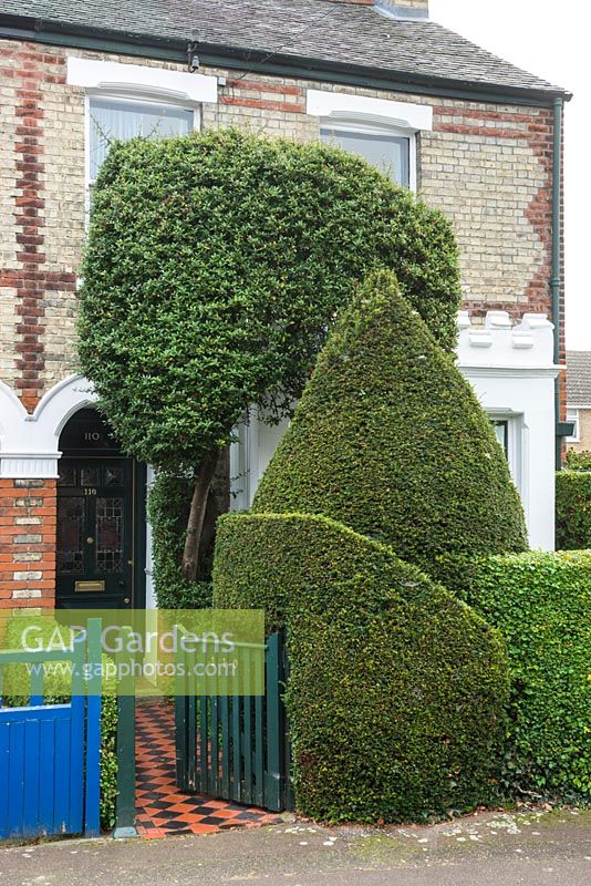 Front Garden of Victorian house with topiary pyracantha and yew and privet hedge - Hartington Grove, Cambridge.