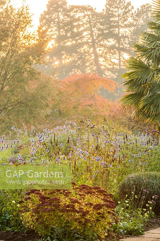 Border in autumn with Sedum 'Herbstfreude', Salvia uliginosa, lavender and Trachycarpus fortunei.