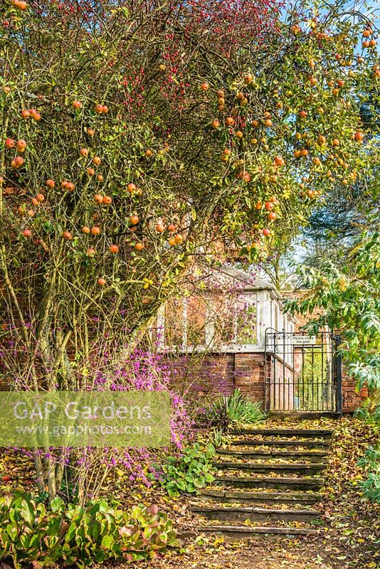Callicarpa bodinieri var. giraldii 'Profusion', rose hips and apple tree in autumn beside stone steps.