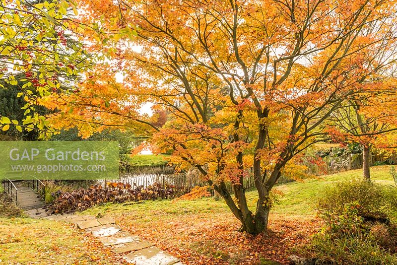 Acer palmatum, stone steps and bridge over part of lake in Benington Lordship Gardens.