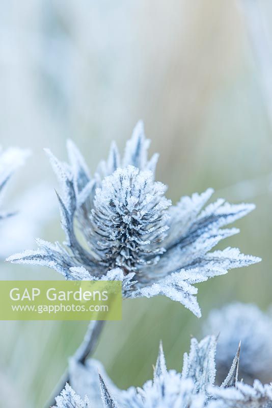 Eryngium giganteum seed head with frost