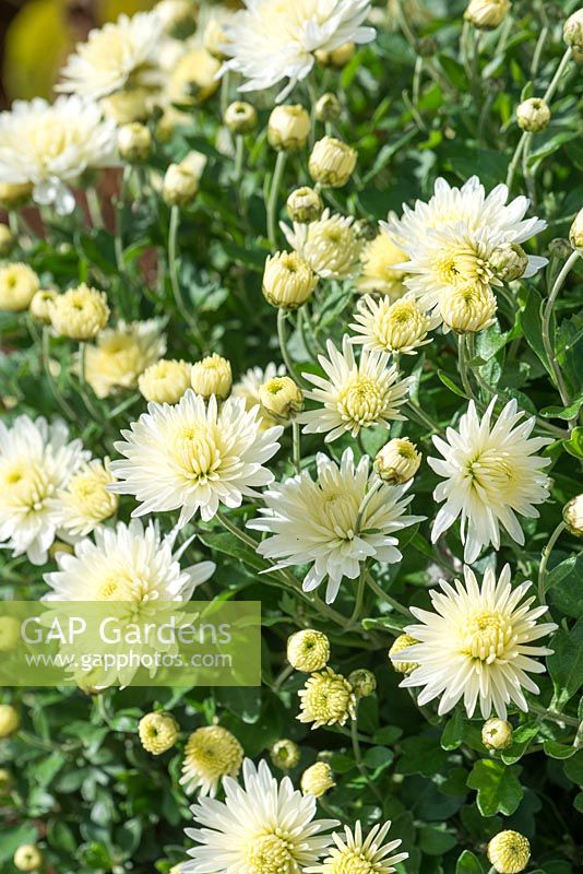 Chrysanthemum 'Jogger Pembury White'