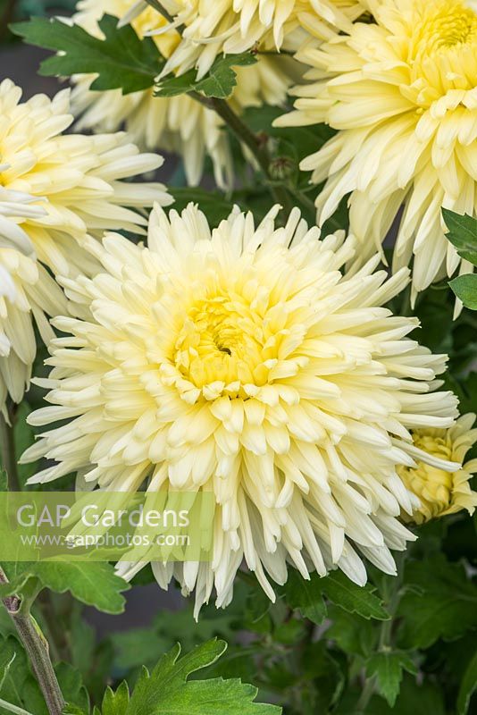 Chrysanthemum 'John Hughes Yellow'