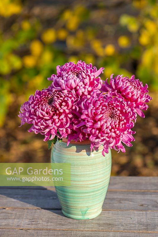 Chrysanthemum 'Mayford Perfection Pink'