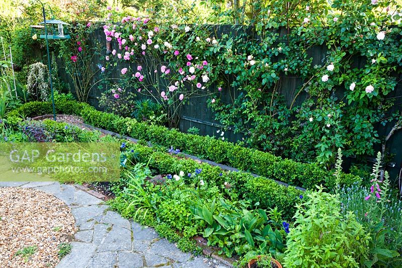 Miniature box hedging, Buxus sempervirens with bird feeder, roses on fence include Rosa 'Gertrude Jekyll' and R. The Generous Gardener.