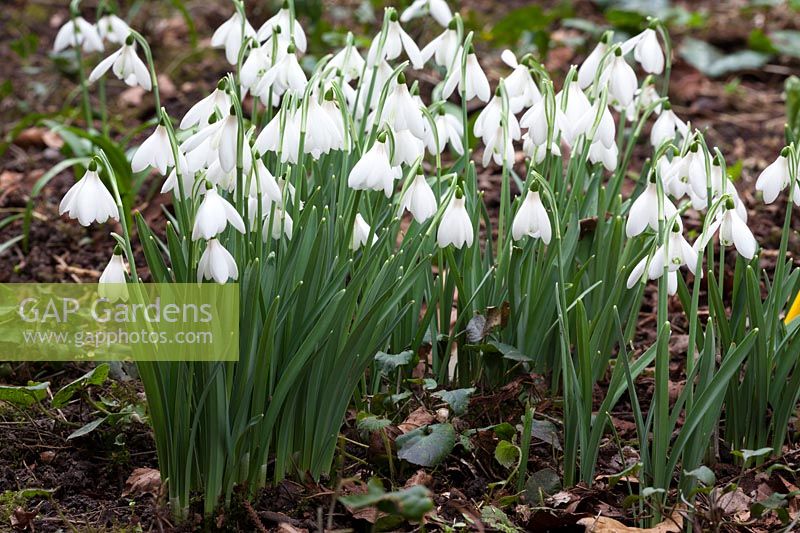 Galanthus nivalis Poculiformis - Snowdrop group, in strong-growing clump in woodland.
