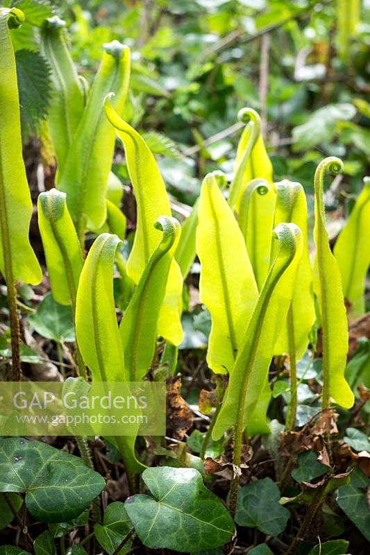 Aspleniun scolopendrium - Hart's Tongue Fern, new foliage