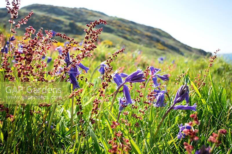 Rumex acetosella- Sheeps Sorrell and Hyacinthoides non-scripta - Bluebells in spring meadows, East Prawle, Devon, UK