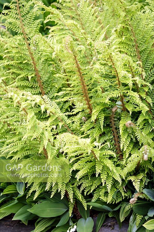 Polystichum setiferum 'Herrenhausen'- Soft shield-fern