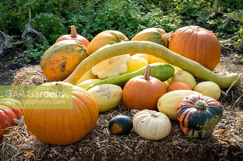 Collection of squash and pumpkins in autumnal vegetable garden