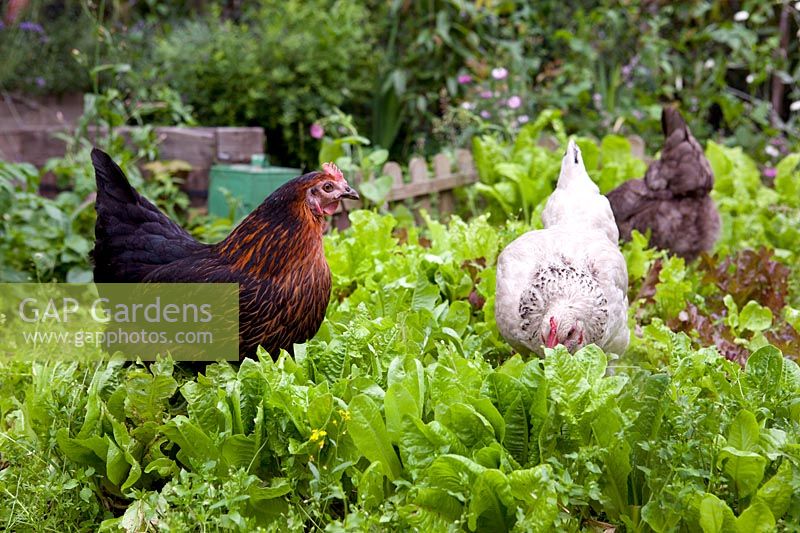 Hens on lawn in urban back garden eating lettuce