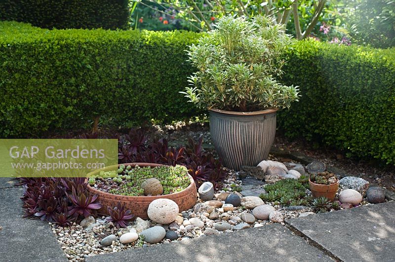 An upright form of Euonymus grown in a stripey glazed pot,  with a selection of Sempervivums or house leeks arranged amonst a collection of pebbles and pieces of slate: May, late Spring.