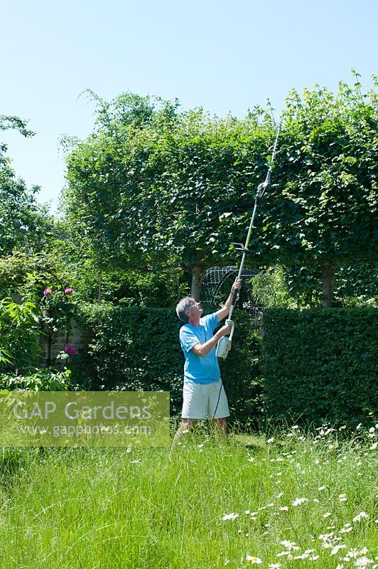 Man cutting back pleached field maples - Acer campestre - using electric hedge trimmer: June, early Summer.