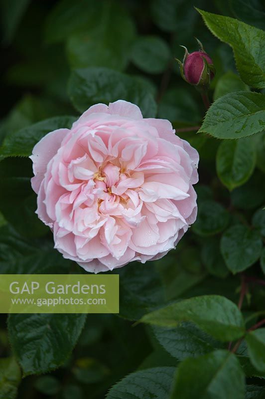 Rosa 'The Generous Gardener': June, early Summer.