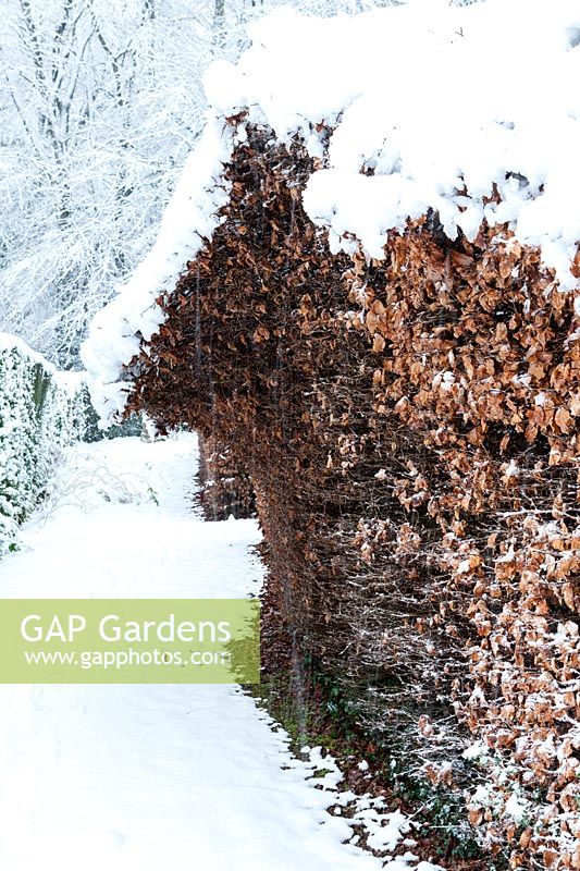 Hedge of Beech - Fagus sylvatica collapsing under snow.  Veddw House Garden, Monmouthshire, Wales, UK. The garden was created since 1987 by garden writer Anne Wareham and her husband, photographer Charles Hawes. The garden opens to regularly to the public in the summer months.
