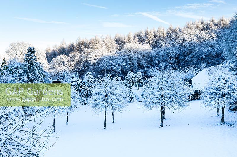 View over meadow and avenue of Turkish Hazels - Corylus colurna in snow. Veddw House Garden, Monmouthshire, Wales, UK.