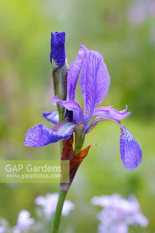 Iris sibirica 'Tropic Night', May