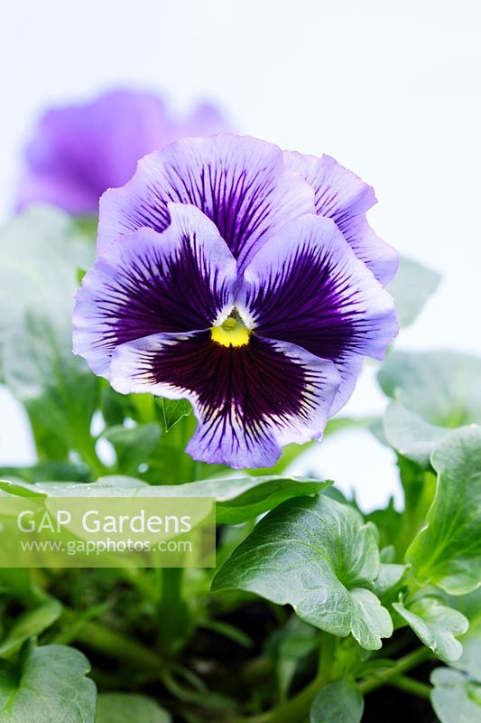 Viola 'Frizzle Sizzle' Mixed, March