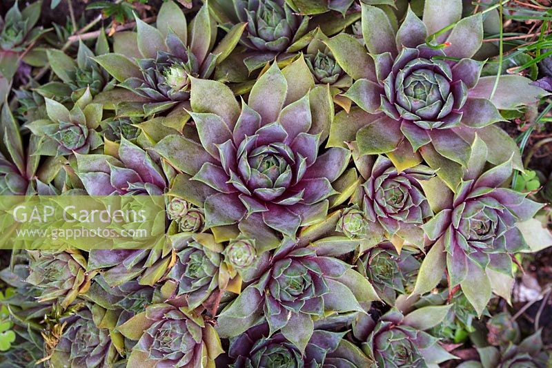  Sempervivum 'Lilac Time' - Houseleek, August