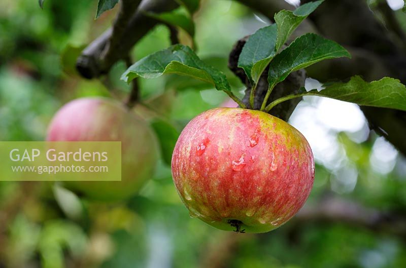 Malus ' Worcester Permain' - English apple, August