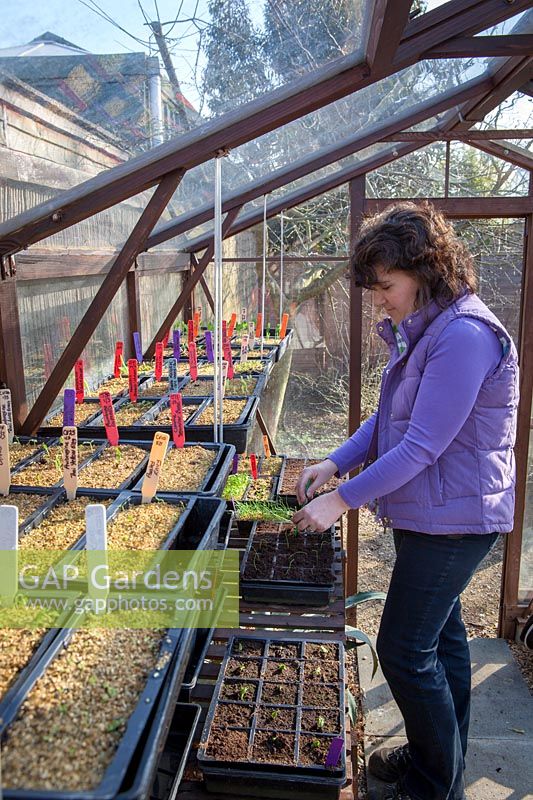 Pricking out seedlings into module trays on bench in greenhouse, March