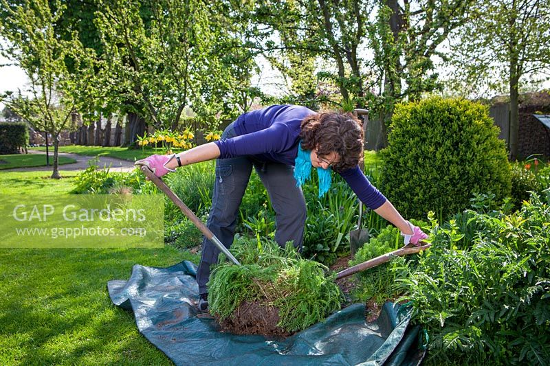 Dividing a perennial, Achillea, using back to back fork method. Separating clumps, April