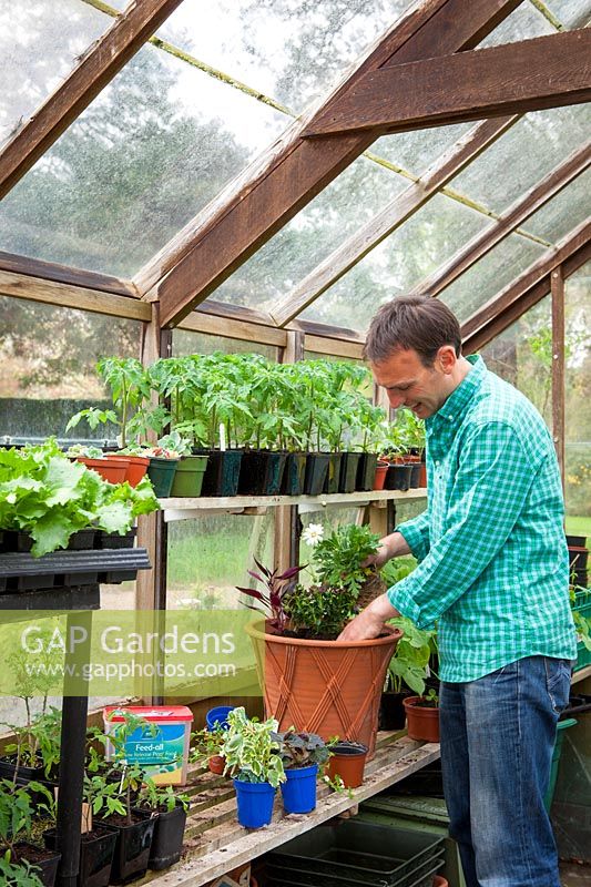 Planting up summer containers in greenhouse ready to take outside after danger of frost has passed, April