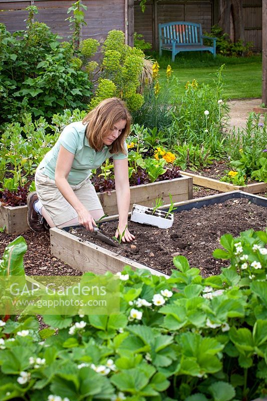 Planting out young sweetcorn plants in square blocks, May