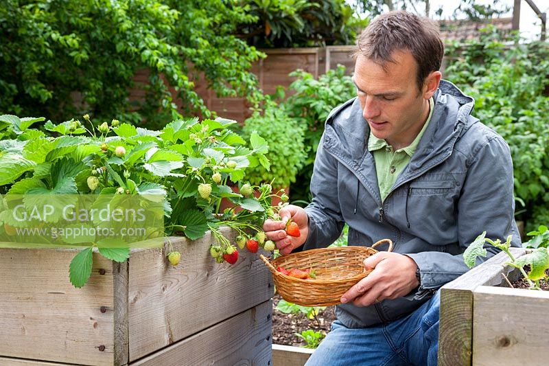 Harvesting strawberries from a raised bed into a wicker basket - Fragaria x ananassa