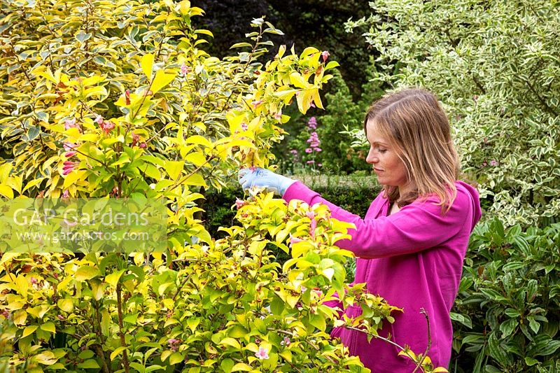 Summer pruning a spring flowering Weigela after it has finished flowering