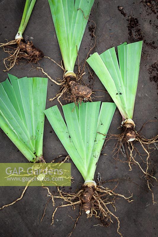 Lifting and dividing an iris in late summer - Divisions with trimmed leaves laid out ready to replant