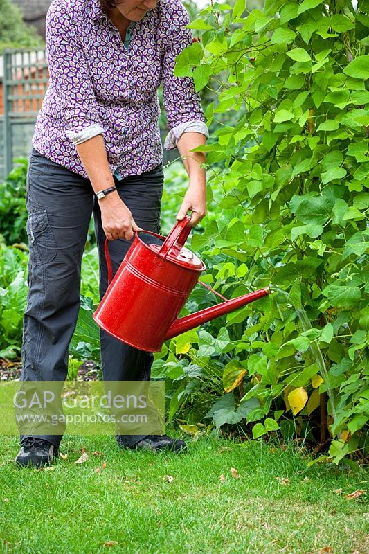 Watering runner beans at their base with a watering can
