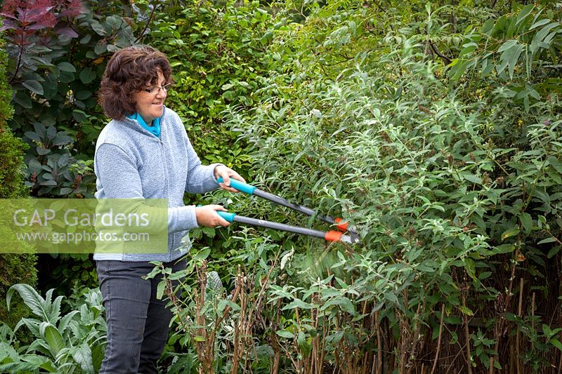 Pruning a Buddleia - Butterfly bush with loppers, October