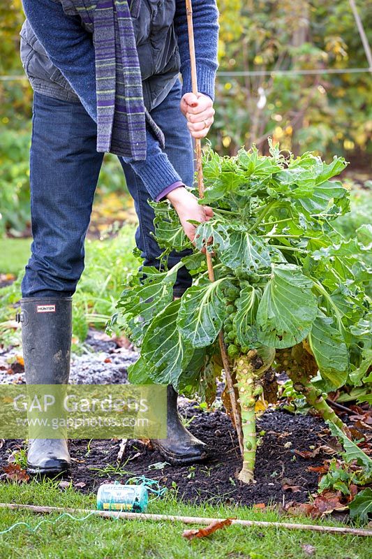 Staking Brassica oleracea - Brussel sprouts in vegetable garden with a cane, November 